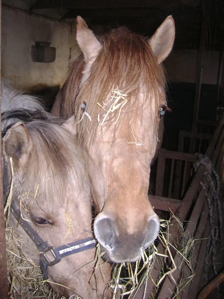 Anden særlig race Sejelstrups Odessa    billede 6