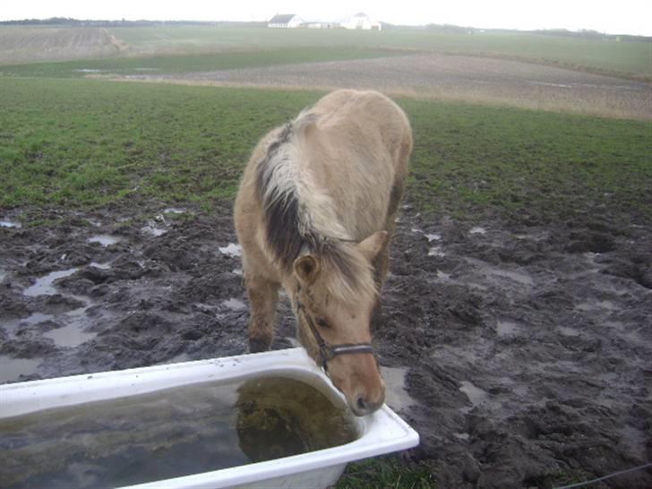 Anden særlig race Sejelstrups Odessa    billede 7