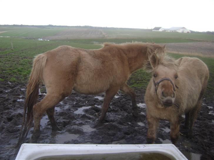 Anden særlig race Sejelstrups Odessa    billede 8