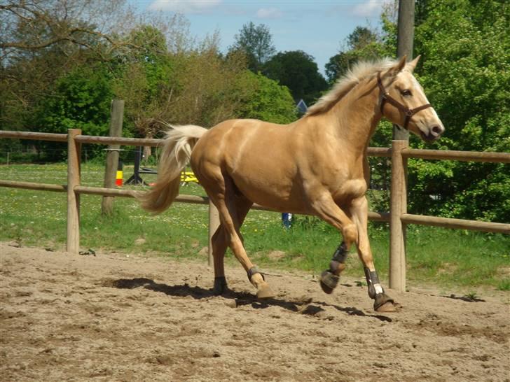 Palomino Marielunds Gold MelodyBoy billede 1