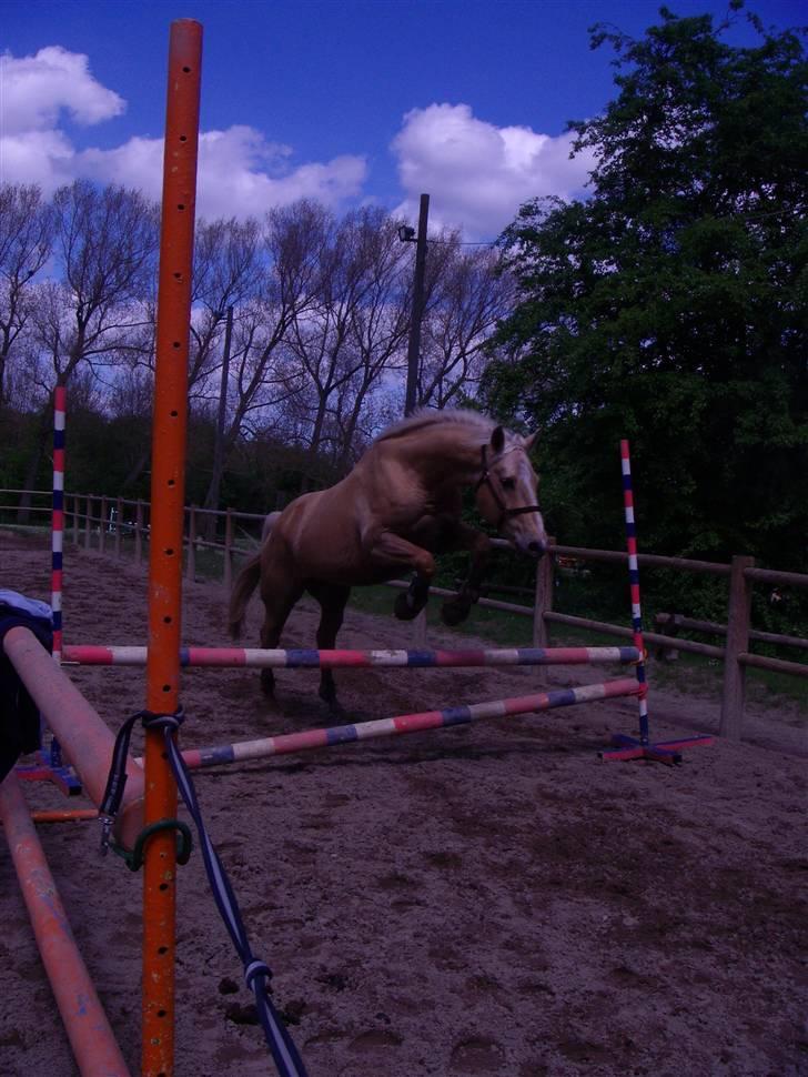 Palomino Marielunds Gold MelodyBoy - første gang han løsspringer. Maj 09. billede 3