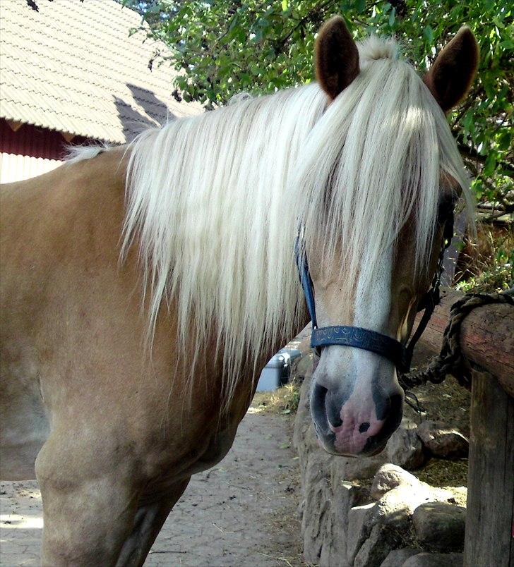 Haflinger Stakato billede 6