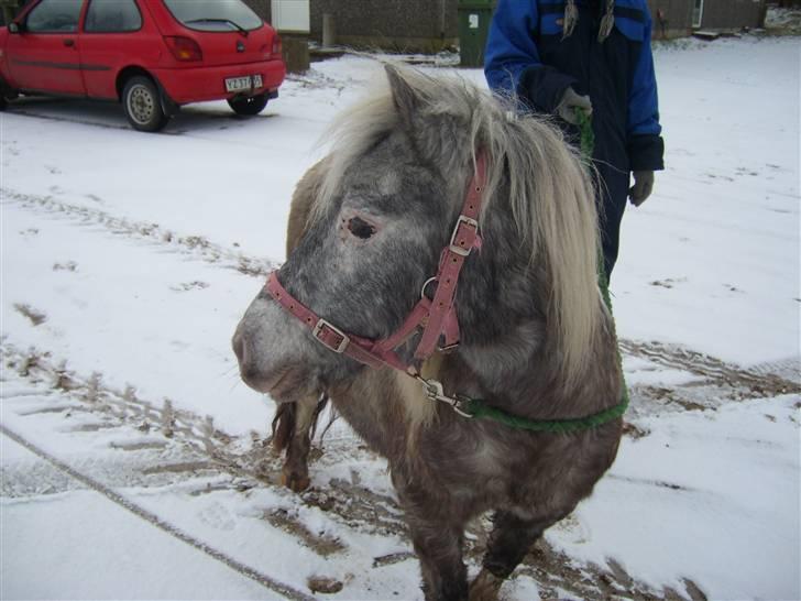 Shetlænder Rosalil  solgt ): - vinterbillede <3 billede 17
