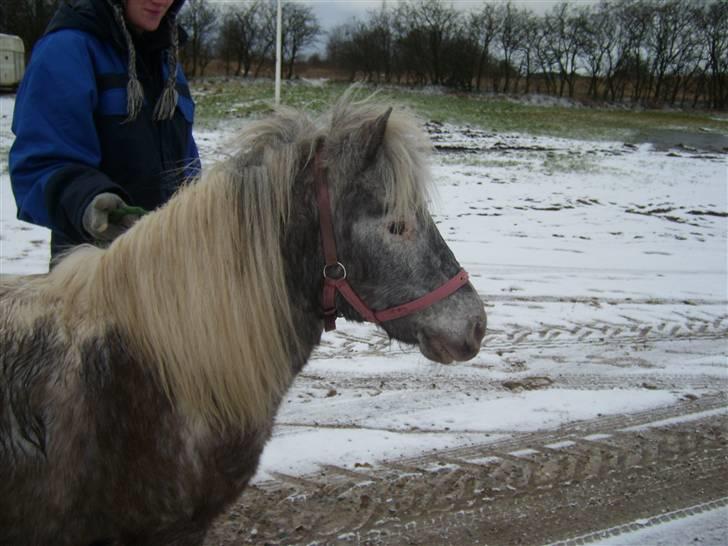 Shetlænder Rosalil  solgt ): - vinter billede igen :) billede 18