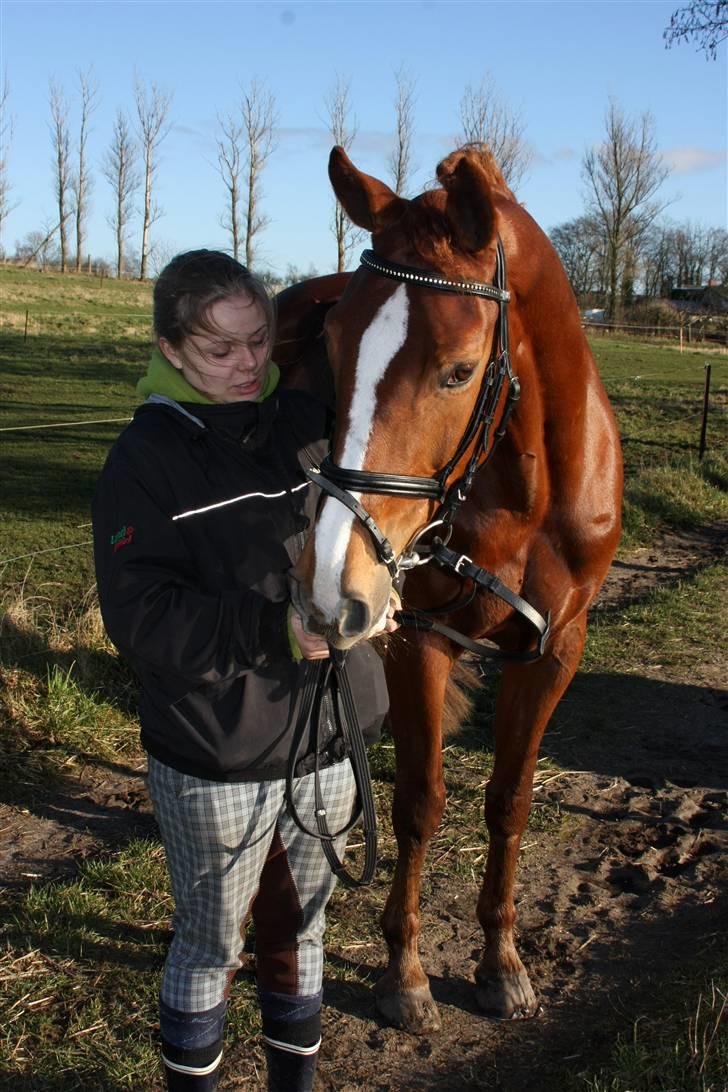 Tysk Oldenburger Oriella (Olli) R.I.P  billede 5