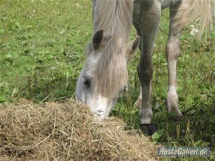 Anden særlig race Zizika Solgt & Savnet!!!! - skatten spiser billede 7