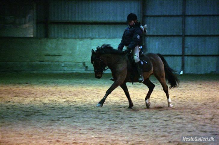 Welsh Pony af Cob-type (sec C) Bysteds Kassio *Solgt!*  - sidste ridetur billede 4