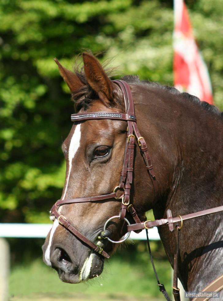 New Forest Valkenhoeve's Zoë - Jeg elsker dig, Valkenhoeve´s Zoë :D <3 Zoë på Morsø 2007. JEG SAVNER DIG! Foto: Janie billede 1