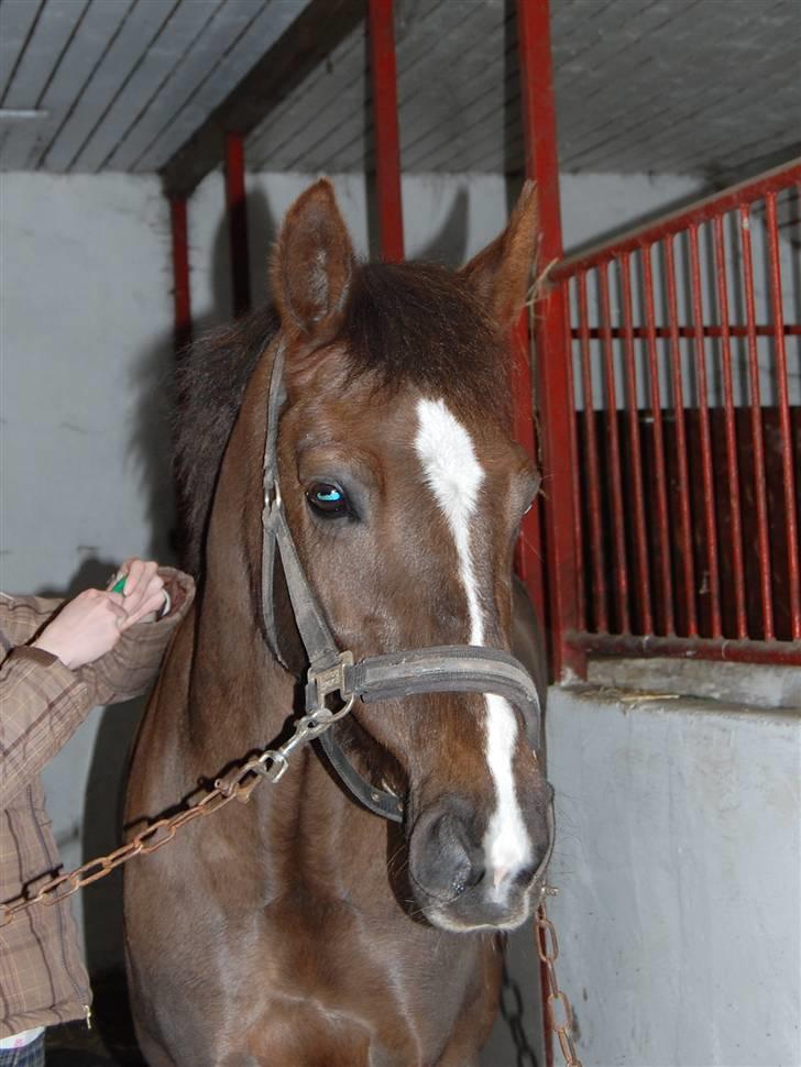 New Forest Valkenhoeve's Zoë - Zoooë <3 :D JEG SAVNER DIG! Foto: Simone Lykke Hansen. billede 2