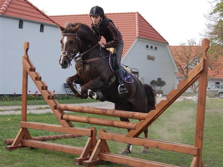New Forest Valkenhoeve's Zoë - Sidste gang jeg springer på Zoë :/ <3 - 26.04.09. JEG SAVNER DIG! Foto: Simone Lykke Hansen. billede 4