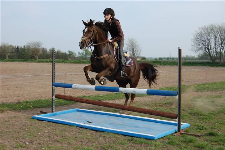 New Forest Valkenhoeve's Zoë - Sidste gang jeg springer på Zoë :/ <3 - 26.04.09. JEG SAVNER DIG! Foto: Simone Lykke Hansen. billede 9