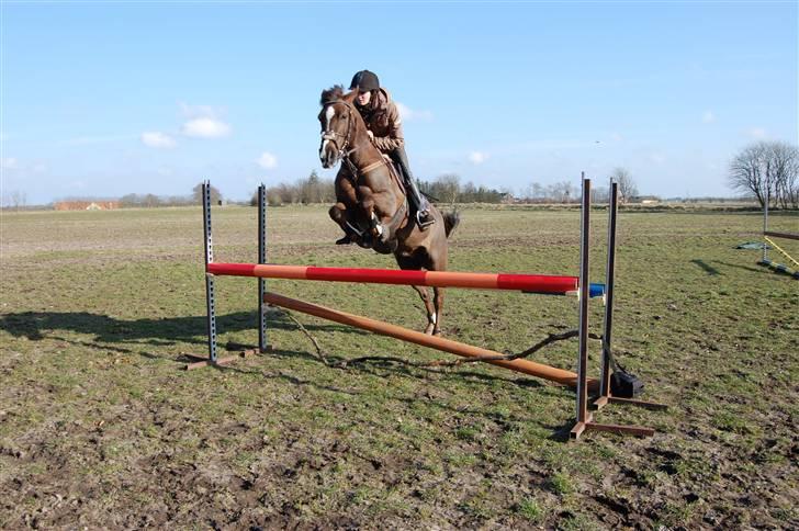 New Forest Valkenhoeve's Zoë - Spring d. 30/3-09 :D JEG SAVNER DIG! Foto: Simone Lykke Hansen. billede 10