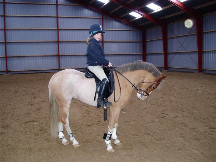Welsh Pony (sec B) Bastiaan - er jeg ikk lækker<3<3<3 billede 14