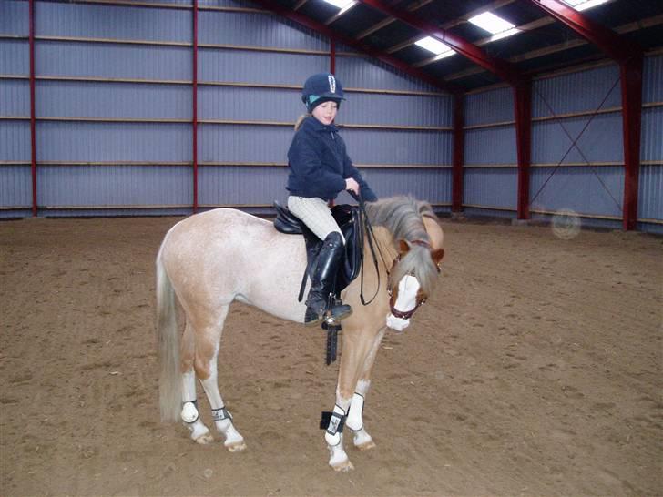 Welsh Pony (sec B) Bastiaan - jeg kan også gøre det her<3<3<3 billede 15