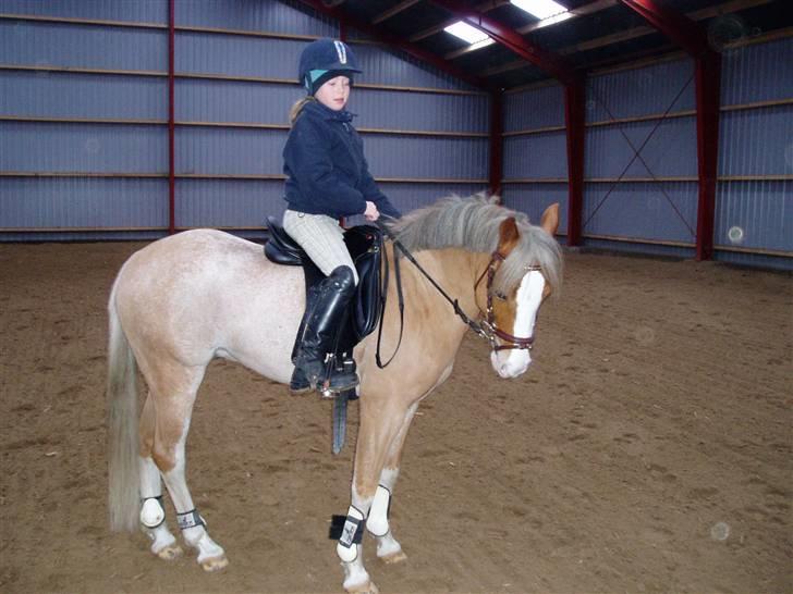 Welsh Pony (sec B) Bastiaan - hej hej har du det godt?<3<3<3 billede 16