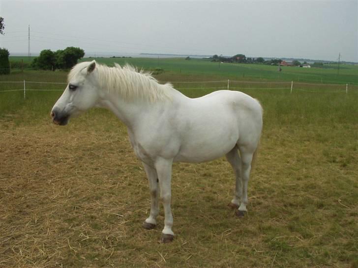 New Forest Silver billede 12