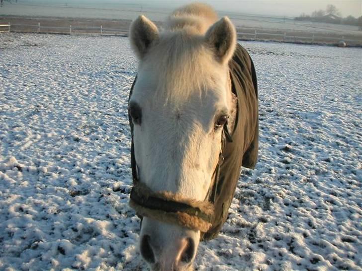 New Forest Silver billede 15