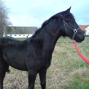 Anden særlig race Schacks Savannah