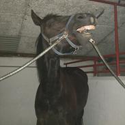 Anden særlig race Schacks Savannah