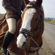 Anden særlig race Bine ->solgt