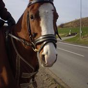 Anden særlig race Bine ->solgt