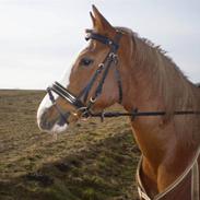 Anden særlig race Bine ->solgt
