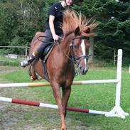 Dansk Varmblod Piano 1988-2010