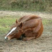 Dansk Varmblod Piano 1988-2010