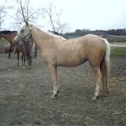 Welsh Pony (sec B) låddenhøjs valeri