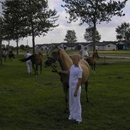 Welsh Pony (sec B) låddenhøjs valeri