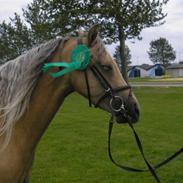 Welsh Pony (sec B) låddenhøjs valeri