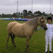 Welsh Pony (sec B) låddenhøjs valeri