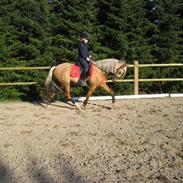 Welsh Pony (sec B) Låddenhøjs Zennia