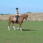 Anden særlig race Nico