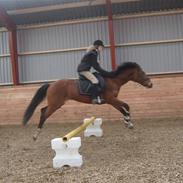 Anden særlig race cheyenne <3