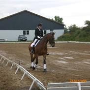 Dansk Varmblod Blue Atlantic