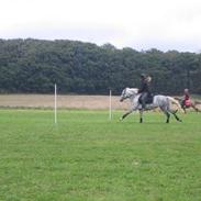 Irsk Sportspony Prinz  (solgt)