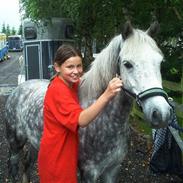 Irsk Sportspony Prinz  (solgt)