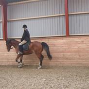 Anden særlig race cheyenne <3