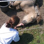 Islænder Máttur fra Maderupskov