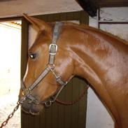 Dansk Varmblod Carisma