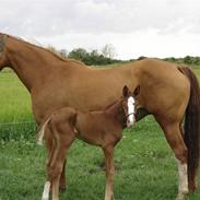 Dansk Varmblod Carisma