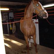 Dansk Varmblod Carisma