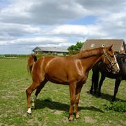 Dansk Varmblod Carisma