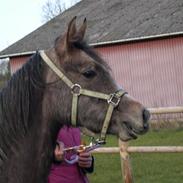 Arabisk fuldblod (OX) Cassie Solgt