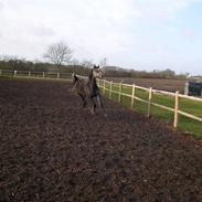 Arabisk fuldblod (OX) Cassie Solgt