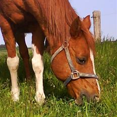 Arabisk fuldblod (OX) Tambour *SOLGT*