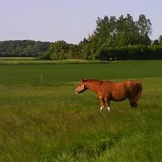 Arabisk fuldblod (OX) Tambour *SOLGT*