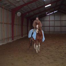 Arabisk fuldblod (OX) Tambour *SOLGT*