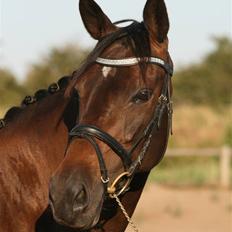 Trakehner  - Jamaica III - 